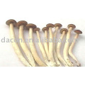 Agrocybe Cylindracea